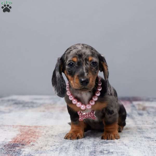 Remmi, Dachshund Puppy